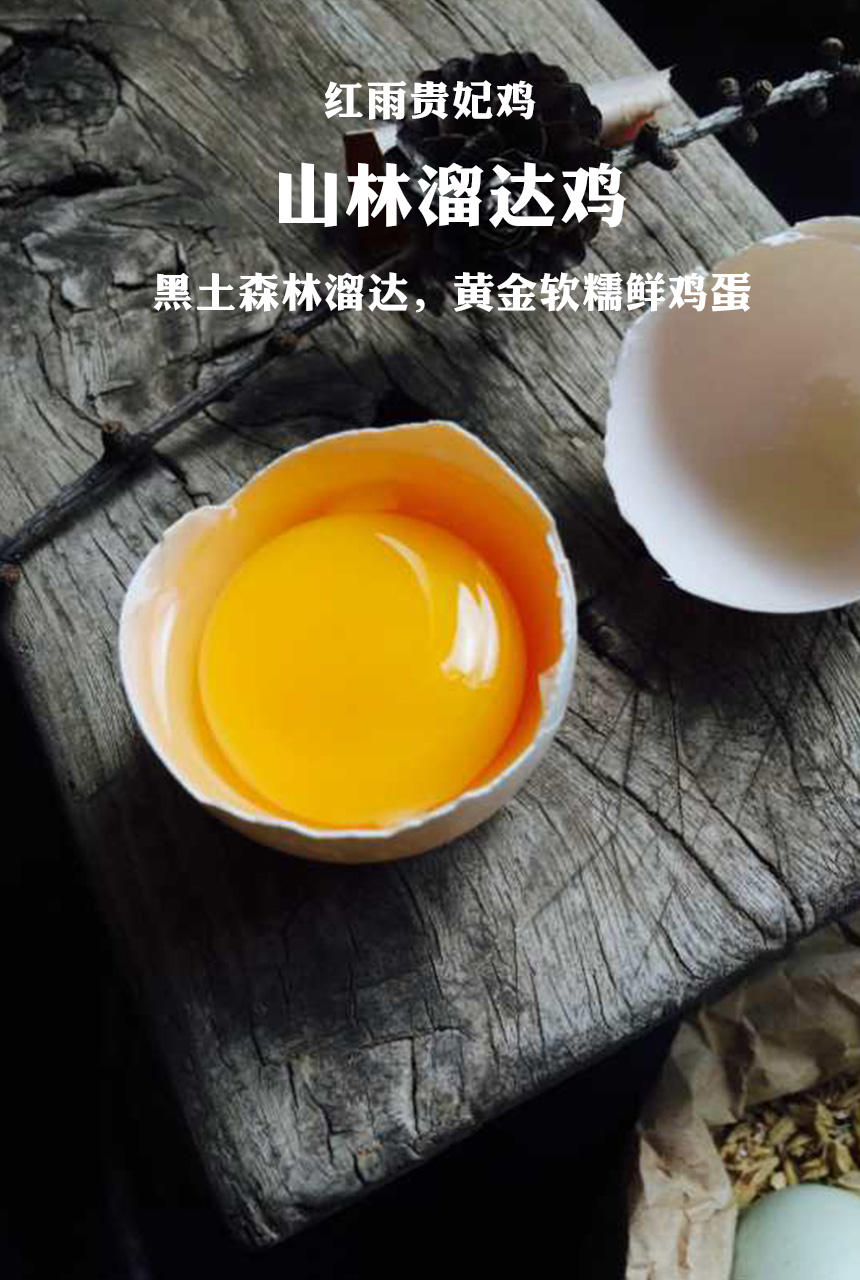 森林溜达鸡.jpg